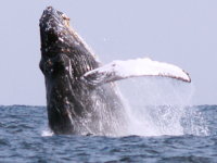 Whale