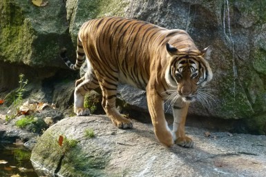 A tiger at the Berlin Zoo